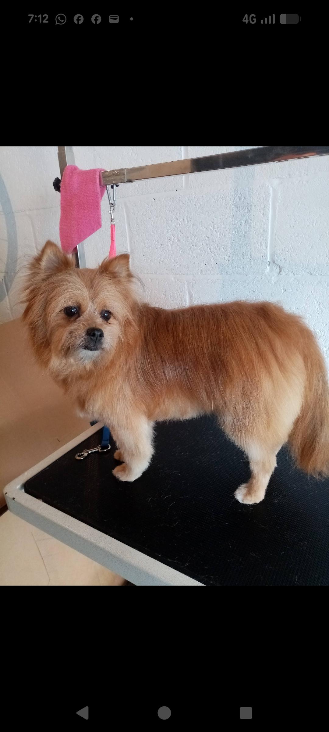 Groomed dog at Misty's
